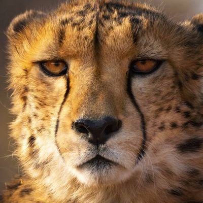 jFilipics's profile picture. 