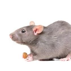 Arat21228415's profile picture. the