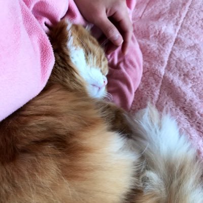 かざりさんのプロフィール画像