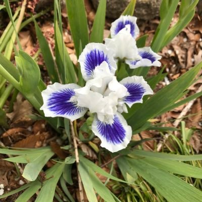 mowpar2211's profile picture. 