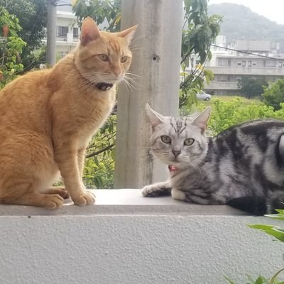 8n9LDJECxIwvEB4's profile picture. 😼とKINGS🏀👑が大好きおばたん🤩