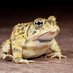 Racism WatchToad says wash you lilypad (@rwatchtoad) Twitter profile photo Racism WatchToad says wash you lilypad (@rwatchtoad) Twitter profile photo