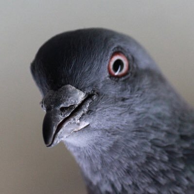 いわしおさんらしき鳥