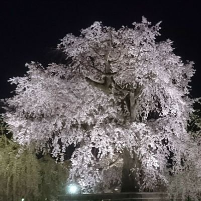 ふにゃおさん🌸🪸さんのプロフィール画像