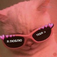 Пушистая моль. (@cupofte18659576) 's Twitter Profile