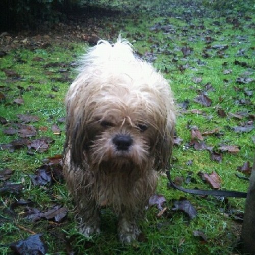 stevieb009's profile picture. 