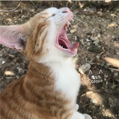 フォロバ100%🐱旅好き、猫好きのTwitter🙋‍♀️旅先で出会った可愛い猫ちゃん達をご紹介💕海外で出会ったネコちゃん達もご紹介☀️ネコ垢は無言で即フォローしちゃいます。YouTubeもはじめたにゃん🐱💕コロナで海外行けず今住んでる地域に猫ちゃん居ない…😭みんなの猫ちゃんみて元気でました🥰✨