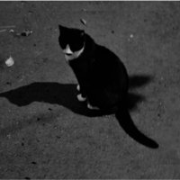 ƒLŭX * (@vocevelocepede) 's Twitter Profile