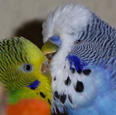 aizenmi Profile