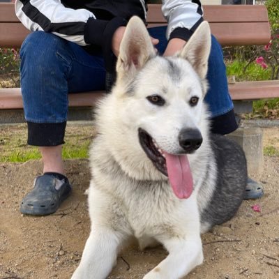 Joseph 狼犬 Joseph1229wd Twitter