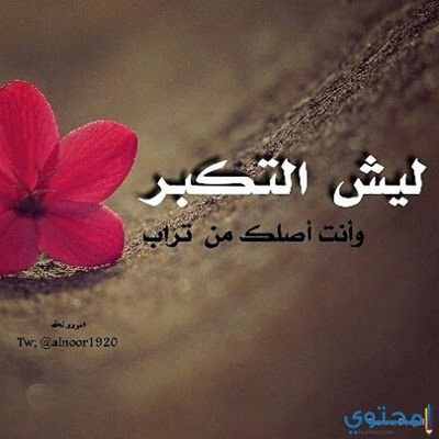 أبر سعود قدها و قدود