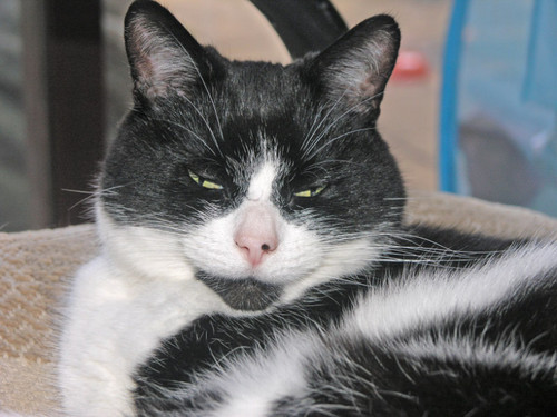 I am black and white, a gentle star. I love my staff who rescued me after I was abandoned.I like to be near my people and like to be talked to. I love chicken.