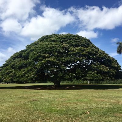 nitsugi's profile picture. nini