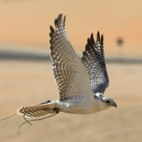 بن هادي 💚💚 (@zunbi23) Twitter profile photo