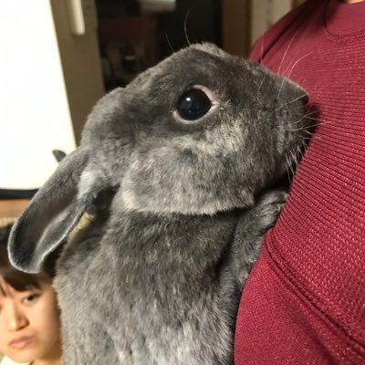 J_peace_L's profile picture. プリコネ、モンスト、ドラガリ、FGO、ヨーヨーなどで遊んでいます。無言フォローすみません。ヘッダーは富士急のリサ・ガスの町？です