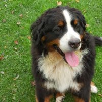 Berner🌈 Lenny 🌈 and Leffe (@johanlooise) 's Twitter Profile