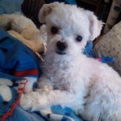 I retired from the phone company in '02 and moved to Gallup NM from Anaheim Ca to live near my sister Carolyn. I live with my  tiny maltipoo Reggie.