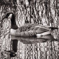 Derek Bampton (@derekbampton1) 's Twitter Profile