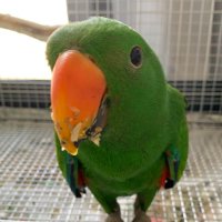 まきたろ🦜 (@m_a_k_i_p_i_y_o) 's Twitter Profile