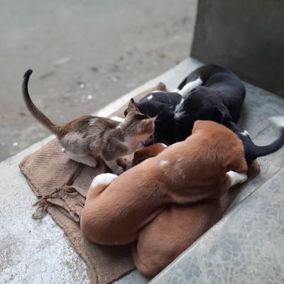 Sumitra31194582's profile picture. I am graphic designer