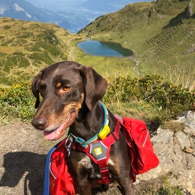 I’m a rescue dog from Spain that found his forever family in Switzerland. My tail hasn’t stopped wagging since. 🇨🇭  Not a fan of DMs.