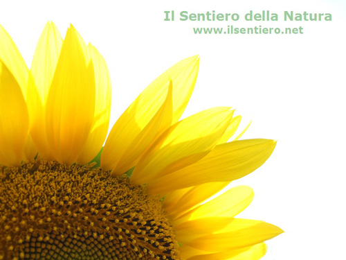 Il Sentiero della Natura: riflessioni e news su salute, benessere, alimentazione, salute, ecologia, sostenibilità, naturopatia, olismo, decrescita