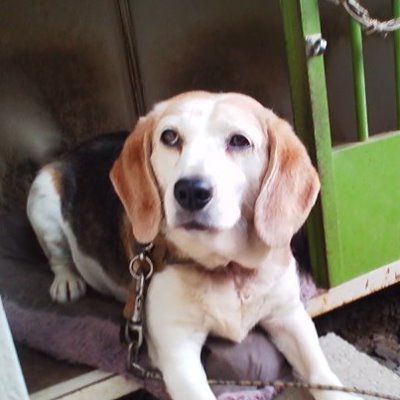 cat_beagie's profile picture. 