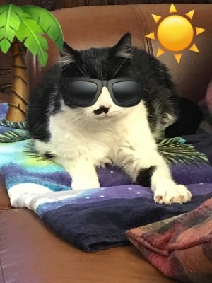 humphrey_and's profile picture. We are four VERY lively bundles of fur. We are also very cute. We never met our late, great Uncle Humphrey but aspire to his level of entitlement.🐾😺🐾.