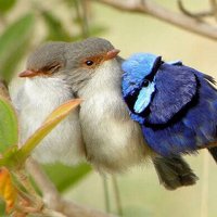 🌳 (@baconfeve) 's Twitter Profile