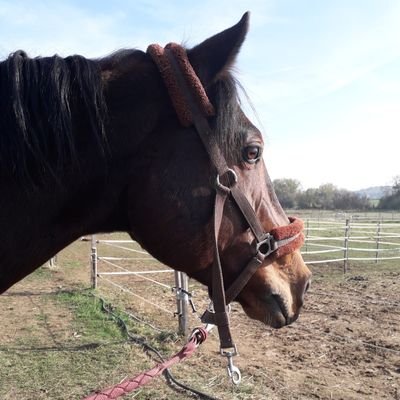 Anais_M27's profile picture. Horse rider❤ 
Insta : anais_279