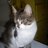 raoudhamansour's profile image