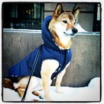 Bicoastal #ShibaInu blessed with with two dads @Mista_Anderson & @itssvegas and my new little #Doberman brother Baxter