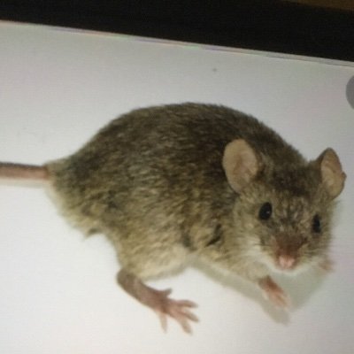 MouseOdious Profile Picture