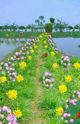 Sakir05623515's profile picture. Sakir