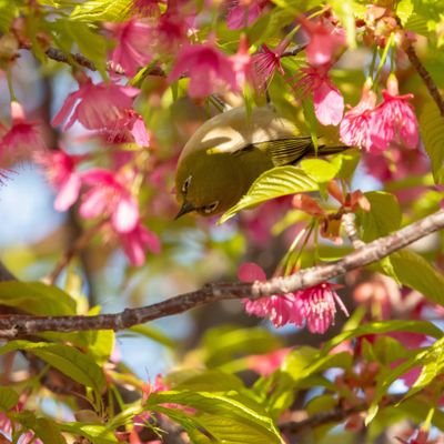 mmsu27's profile picture. 今年こそオレが
