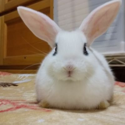 mameyukidai's profile picture. 