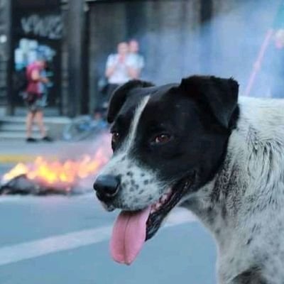 38, Programador, músico. Arriba las causas abajo los partidos. Santiaguilino pero Talquense