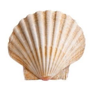 KF204130959's profile picture. 