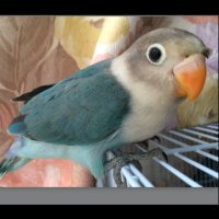 かたぐるま (@pryip24vqmrvav7) 's Twitter Profile