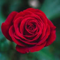AZYX 🌹 (@azyxii) Twitter profile photo