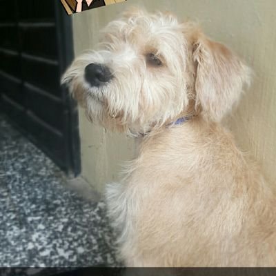 SamYacob15's profile picture. Instagram: ssyacoob