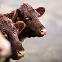 The Beef Shorthorn Cattle Society (@beef_shorthorn) 's Twitter Profile