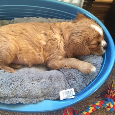 ❤️ my family 💔Benji🌈❤️Marley CKCS puppy❤️all nature