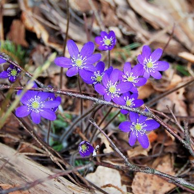 Tainaelina_H's profile picture. 🎶📚📸