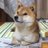 精神科DHぽち子のアイコン