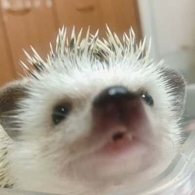 愛しのハリネズミうにちゃんの日常🦔このアカウントは２人で活動してます‼️11月17日にうにちゃんをお出迎えしました✨これからよろしくね！うにちゃん！