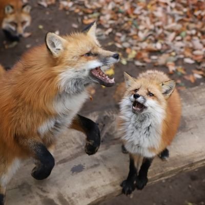 1歩ずつ前に!日々楽しく!まったり(´∀`)
運動のためにポケモンGOとドラクエを再開しました!( ´ ・ ω ・ `)و がんばるぞい!