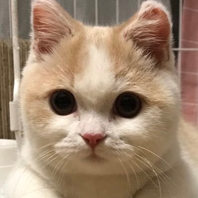 ねこちゃんズchannel 😺🐰💕😈 (@p5mNggt0OpgiMg7) / X ねこちゃんズchannel 😺🐰💕😈 (@p5mNggt0OpgiMg7) / X