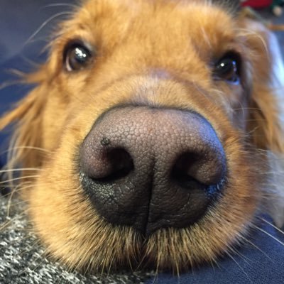 nodshadley's profile picture. 