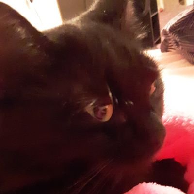 planet mars is canceling meさんのプロフィール画像